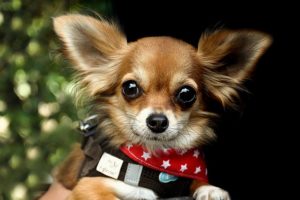 Best Pet Strollers For Small Dogs