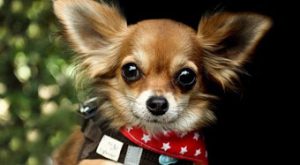 best-pet-strollers-for-small-dogs
